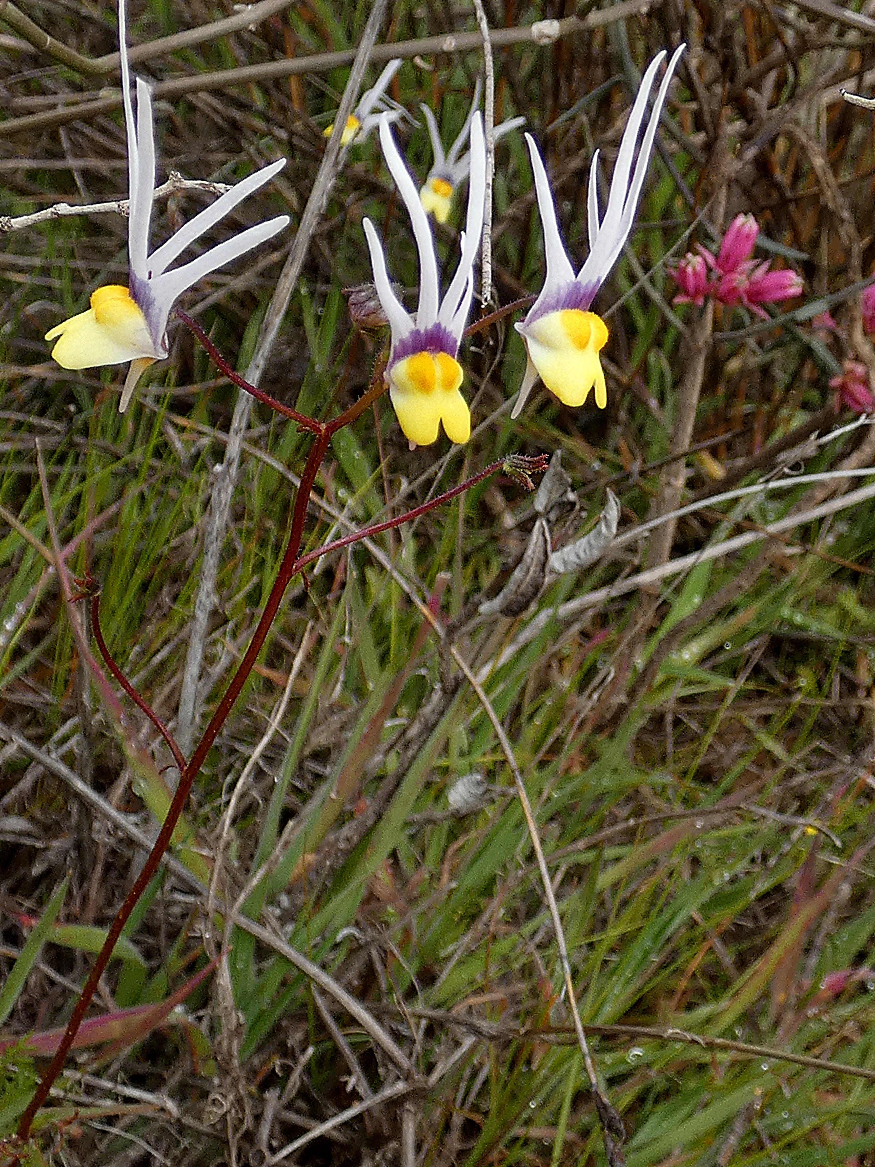 Nemesia cheiranthus