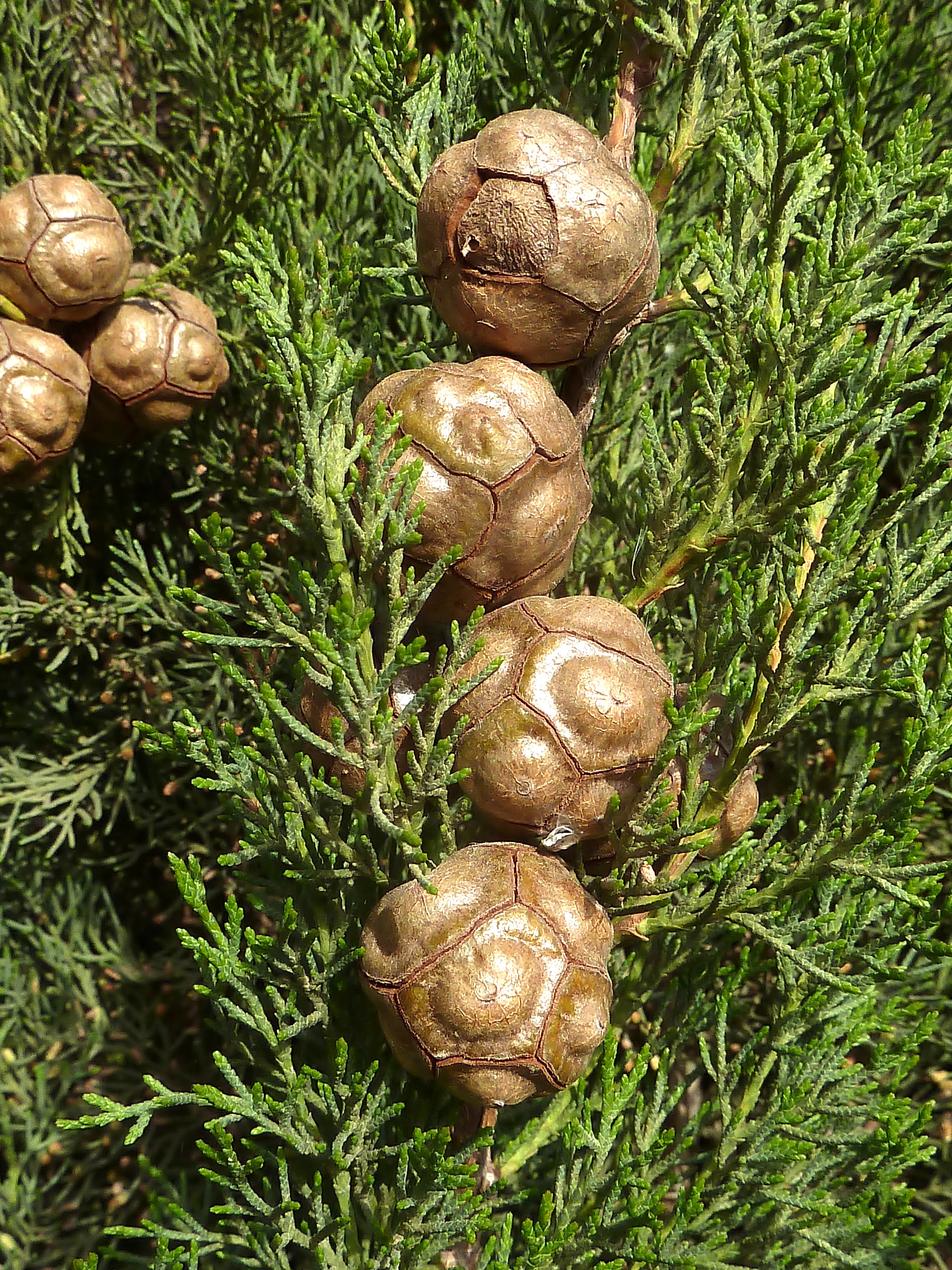 Cupressus sempervirens