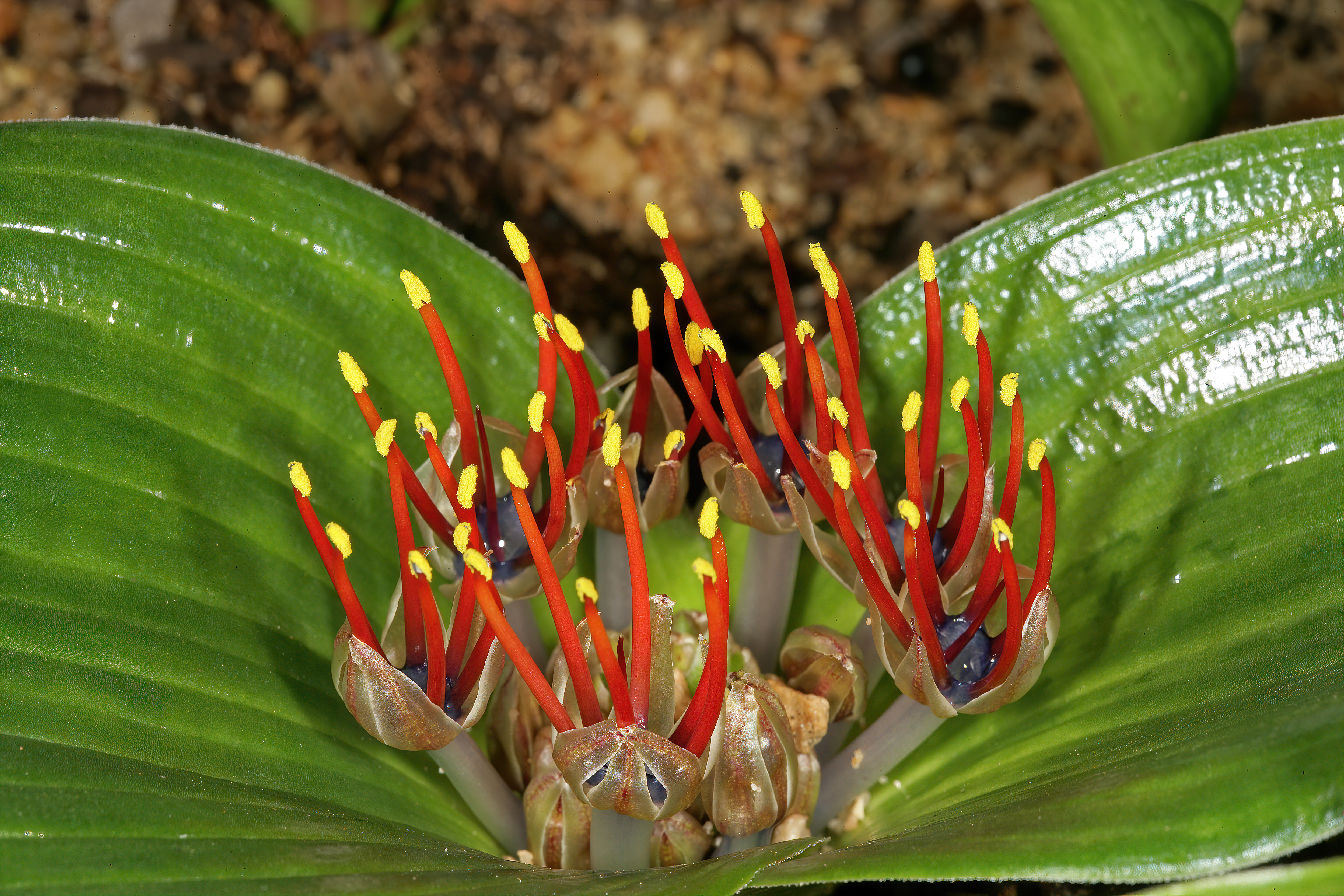 Daubenya zeyheri