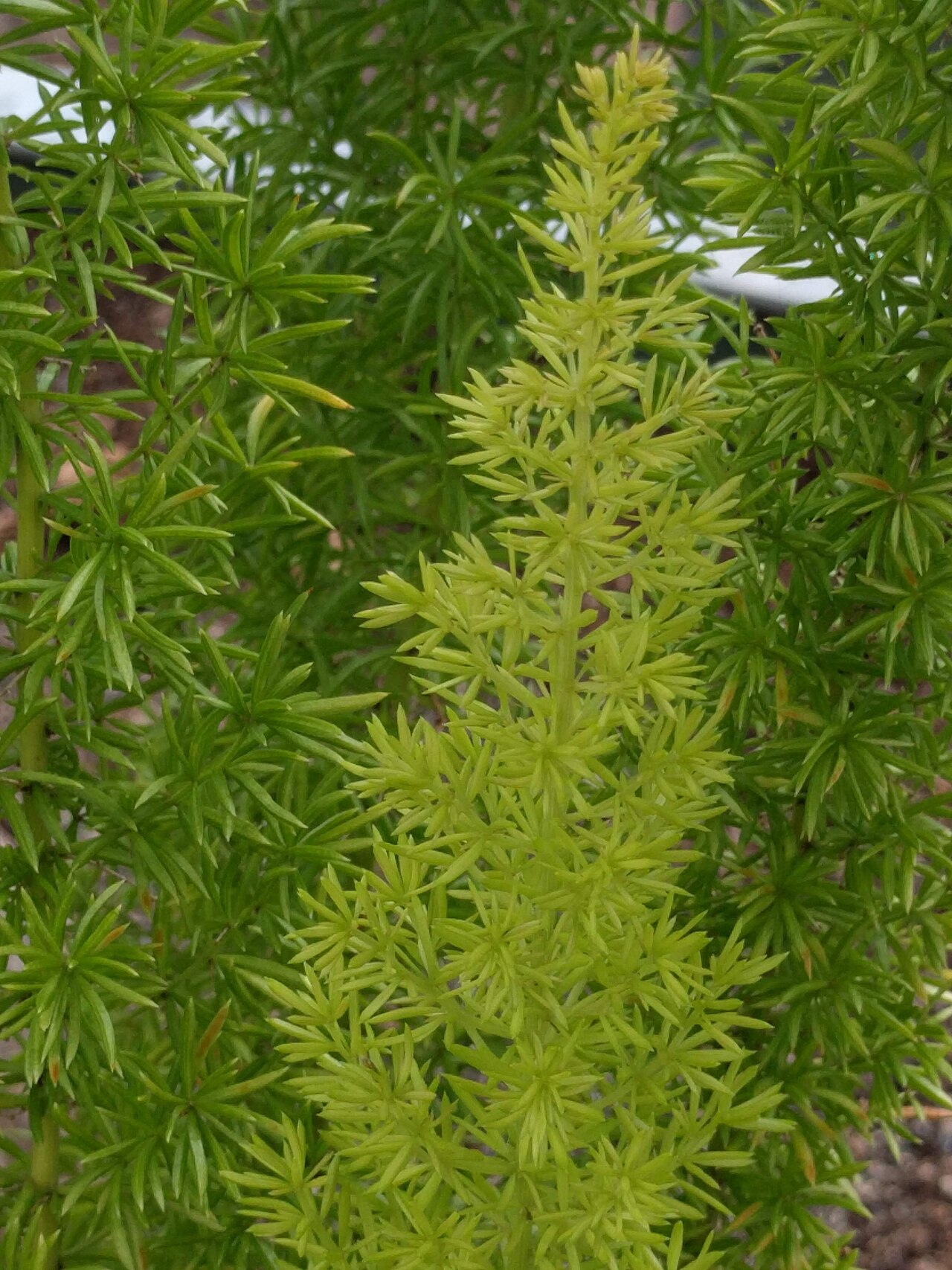 Asparagus densiflorus Cwebe