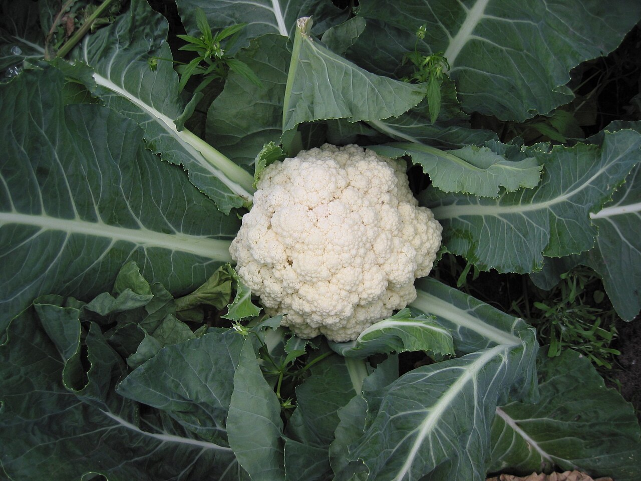 Brassica oleracea