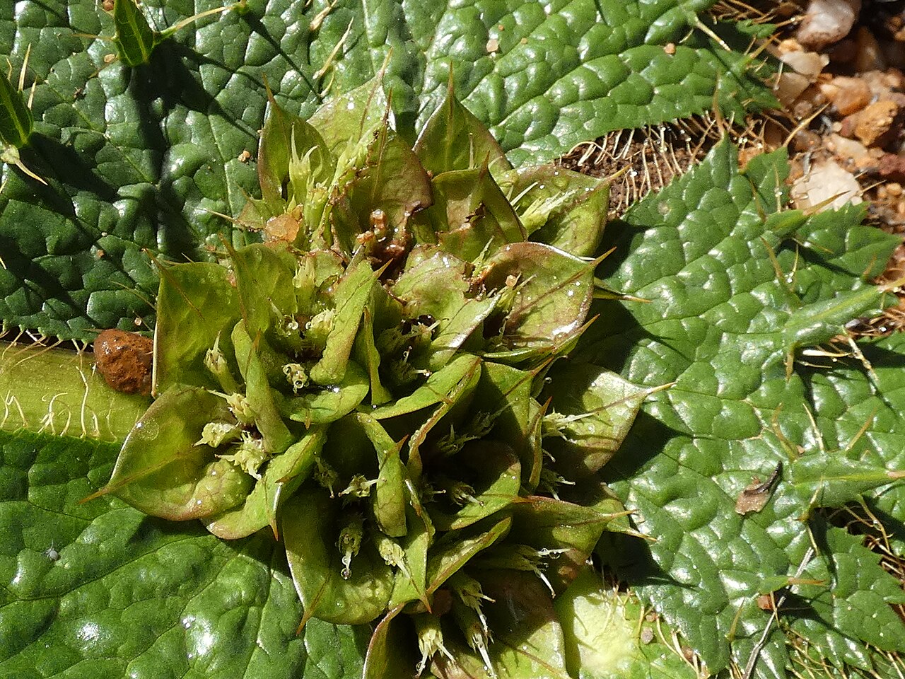 Arctopus monacanthus