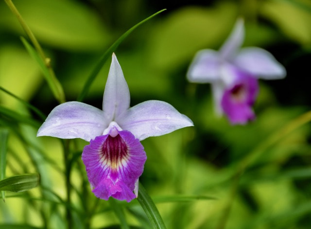 Arundina graminifolia