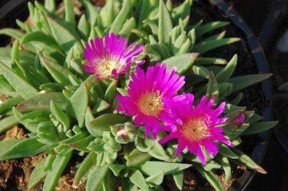 Delosperma sutherlandii
