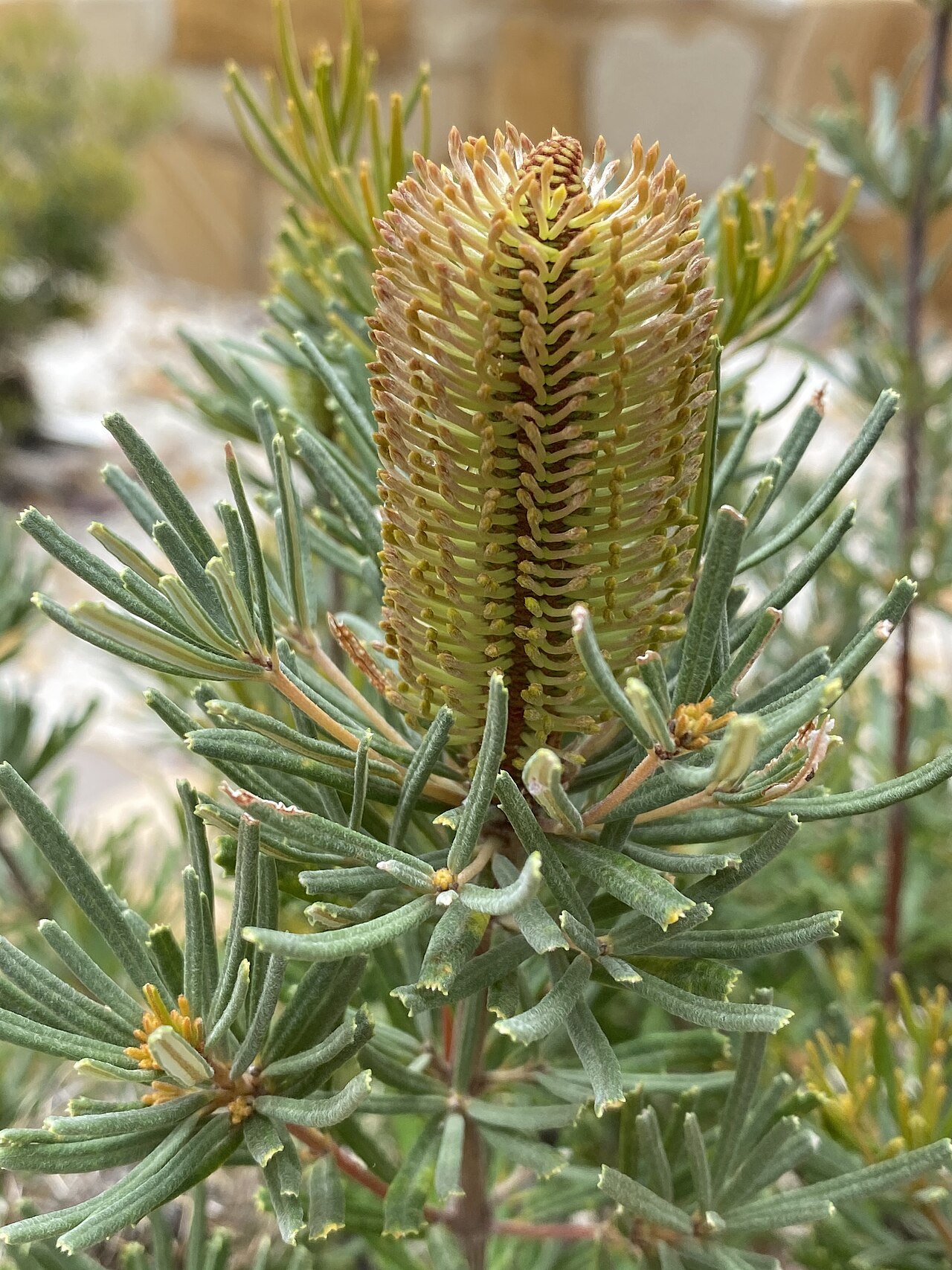 Banksia occidentalis