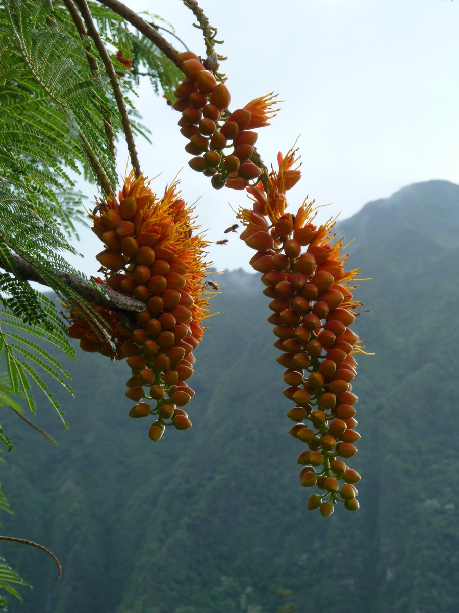 Colvillea racemosa