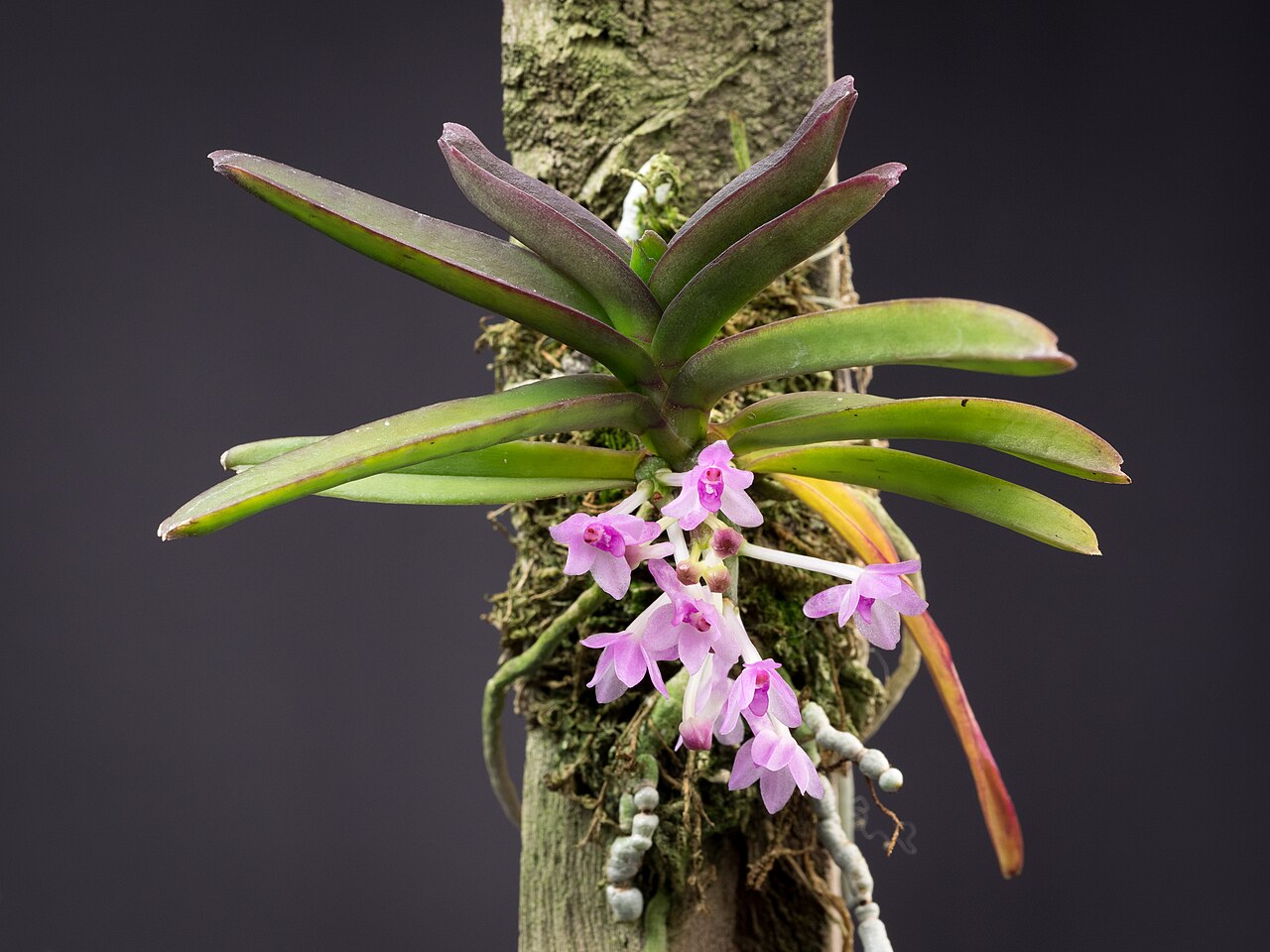 Ascocentrum pusillum