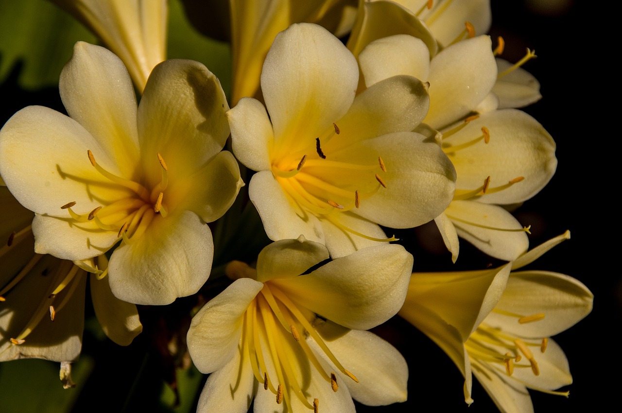 Clivia Vico Yellow Variegated