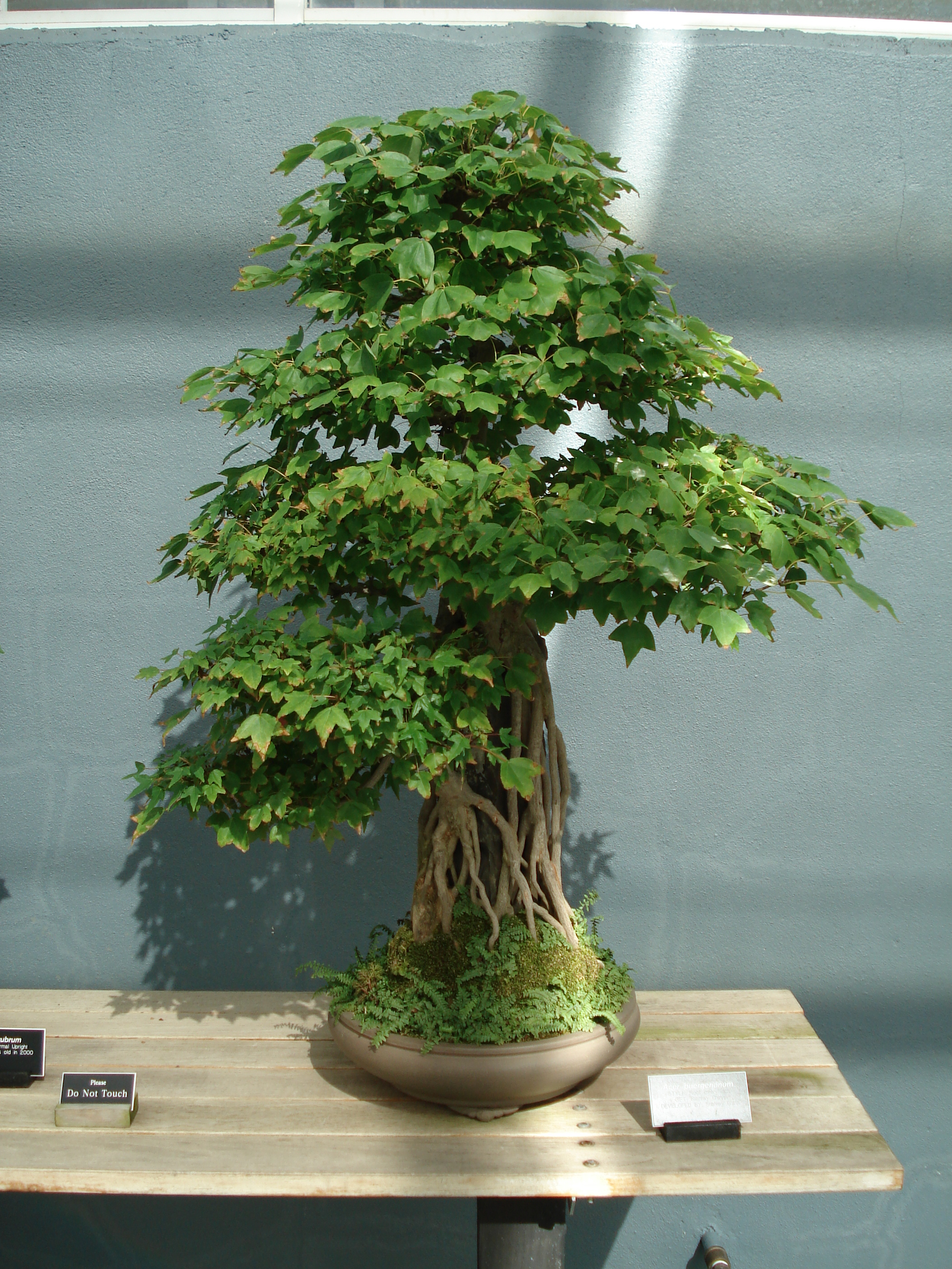 Acer buergerianum