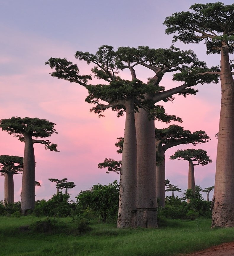 Adansonia madagascariensis