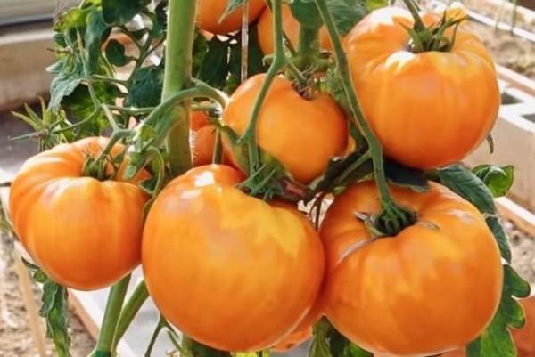 Tomate Amana Orange