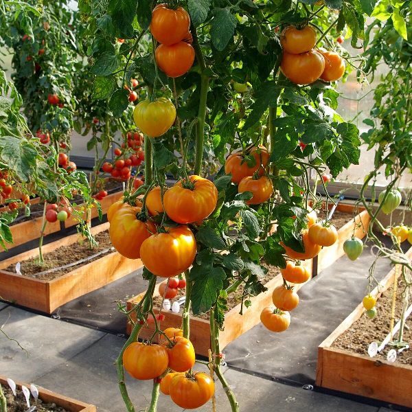 Tomate Amana Orange