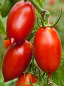Tomate Amish Paste