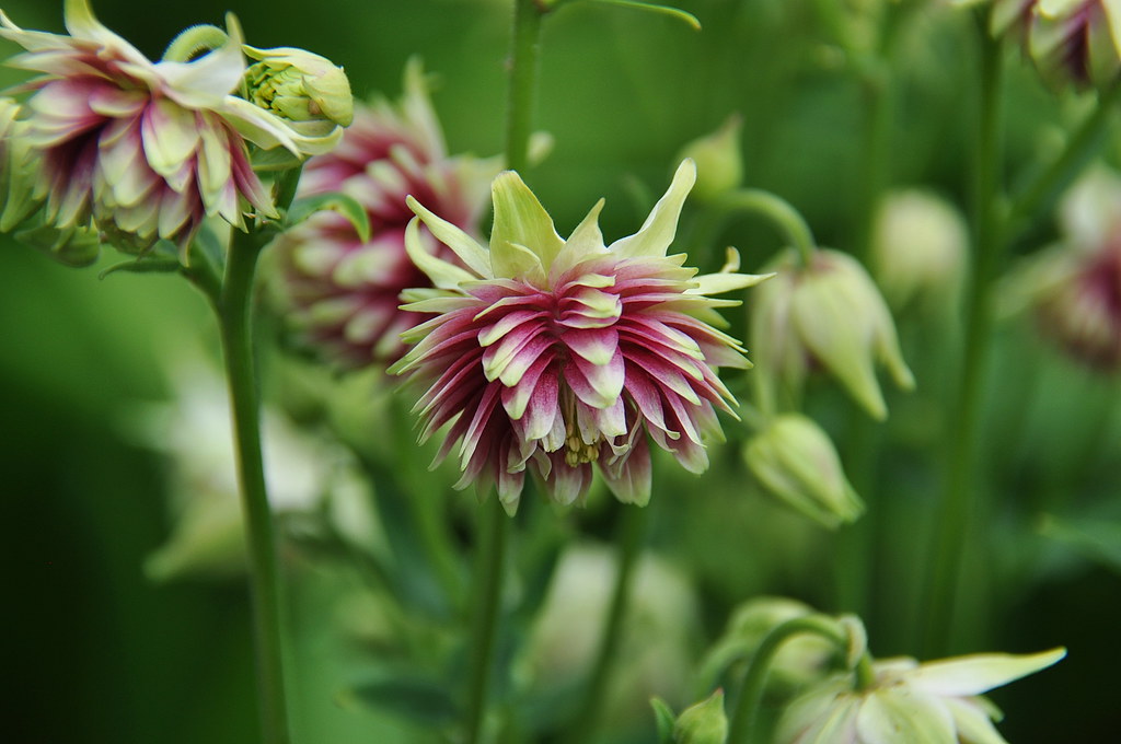 Aquilegia vulgaris var. stellata Nora Barlow