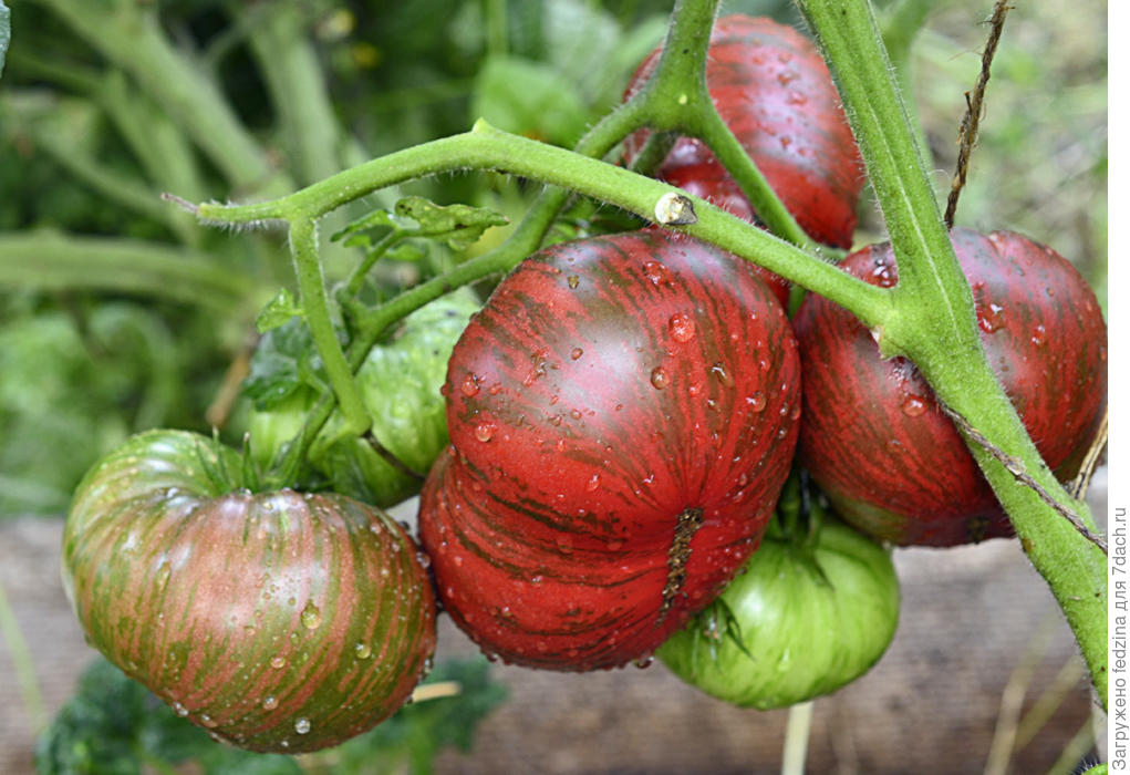 Tomate Berkley Tie Dye