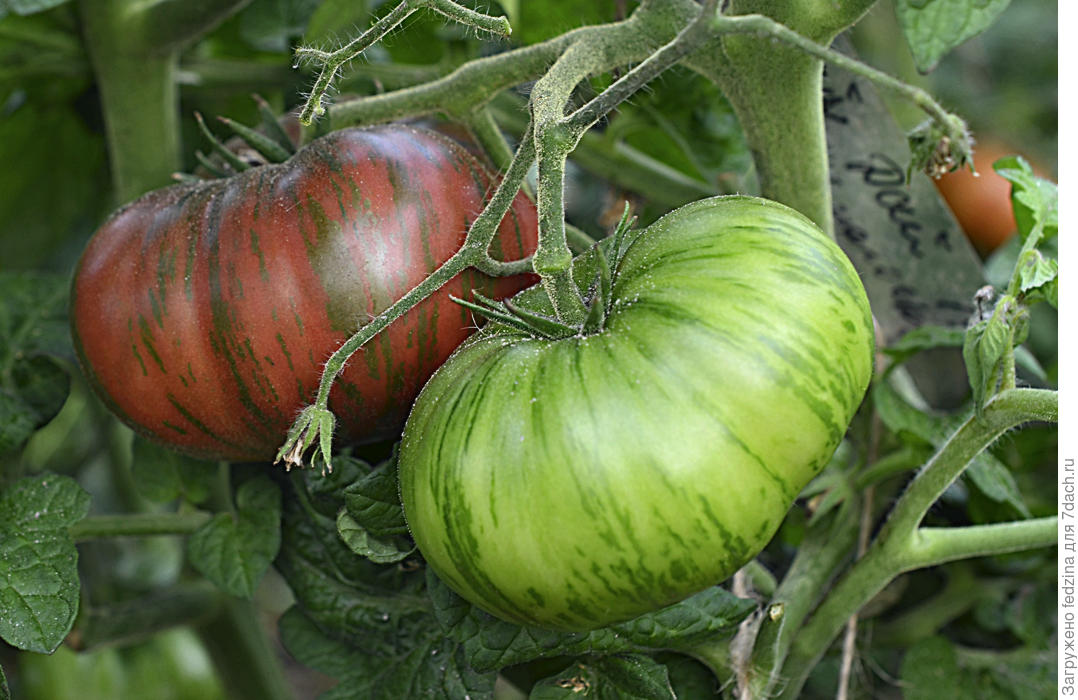 Tomate Berkley Tie Dye