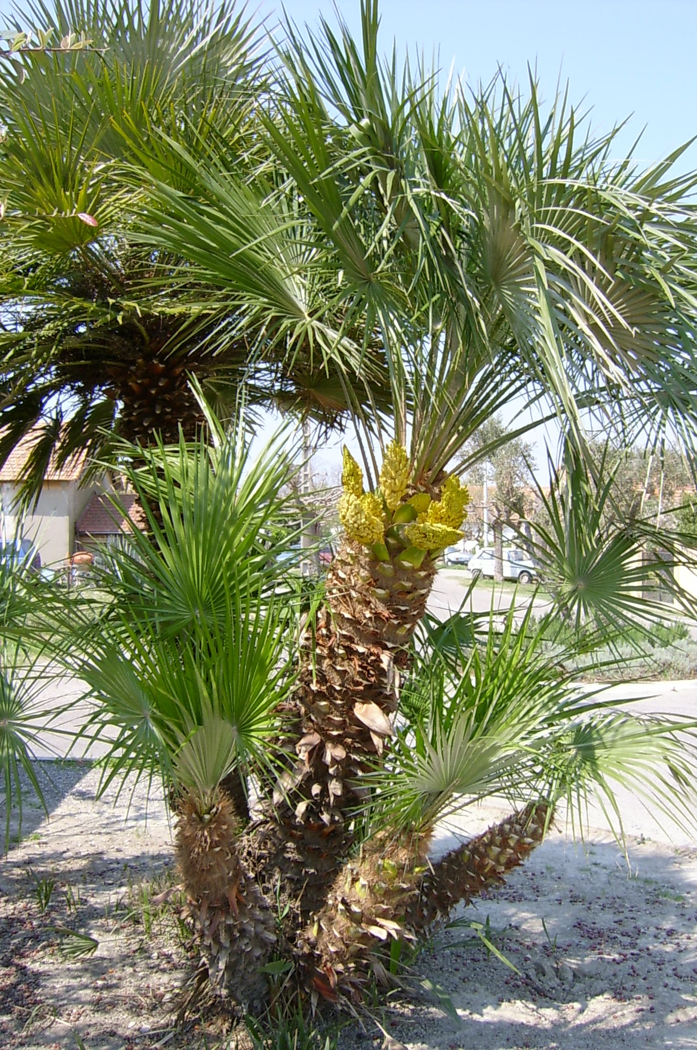 Chamaerops humilis