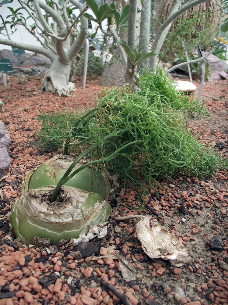 Bowiea volubilis