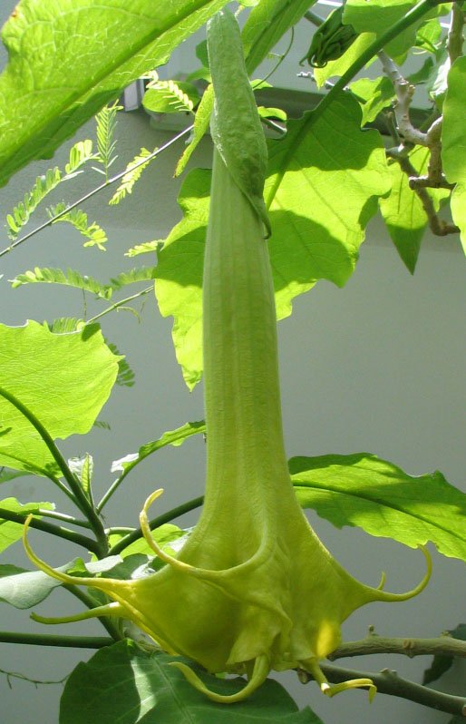 Brugmansia double white