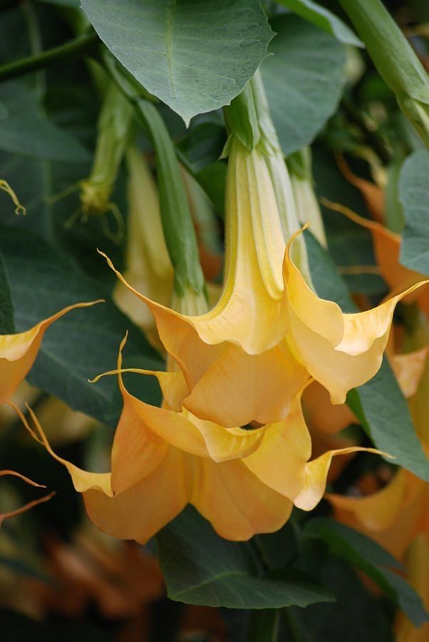 Brugmansia Orange Glory Samen
