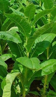 Bolivian Criollo Black Tobacco