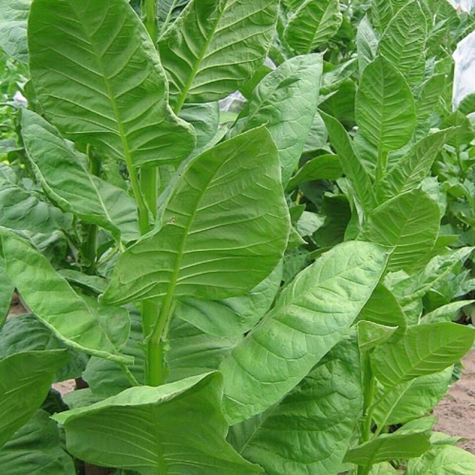 Bursa Tobacco