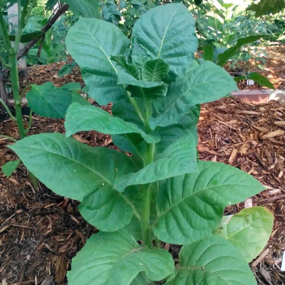 Bursa Tobacco
