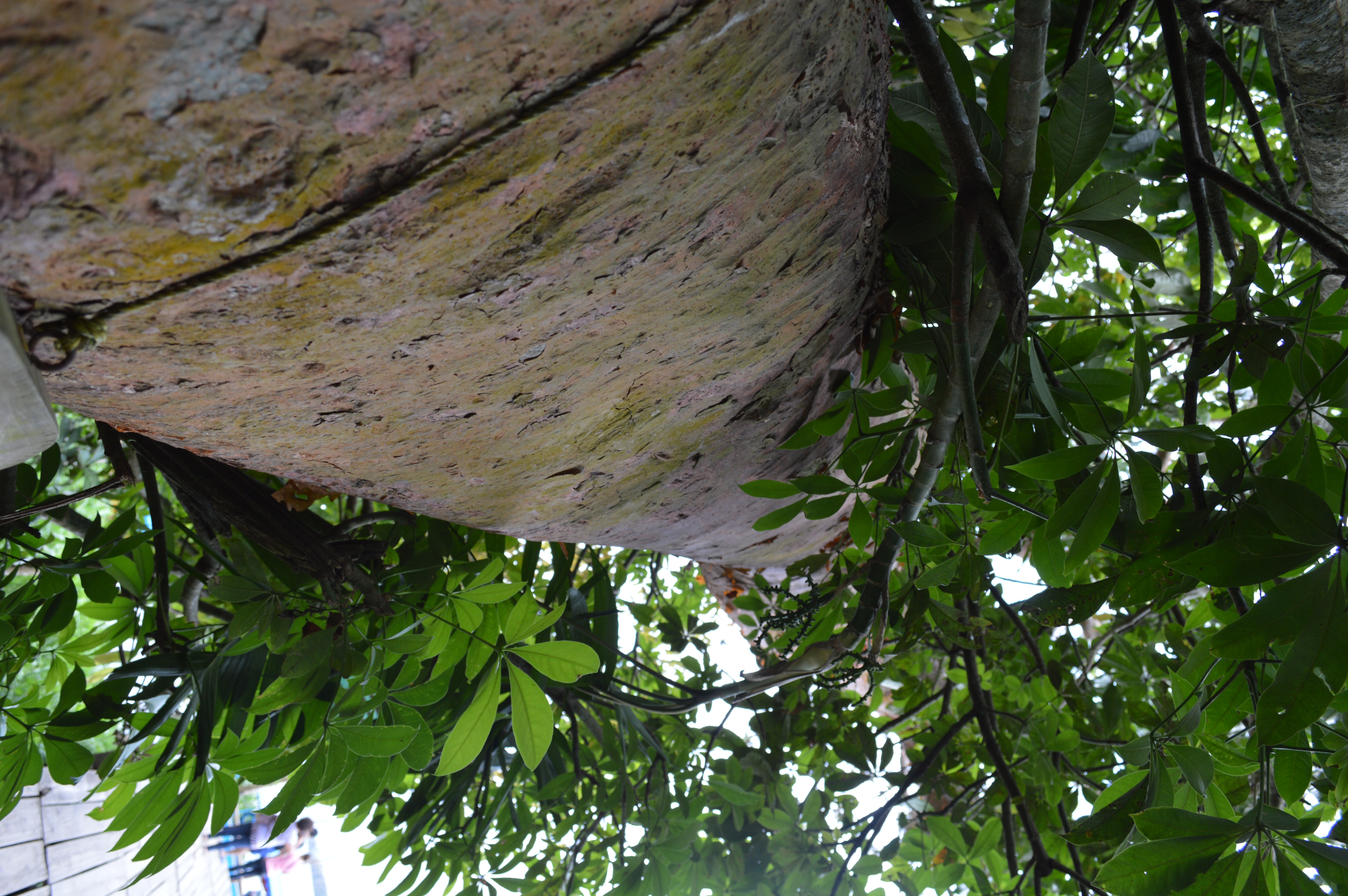 Bursera simaruba