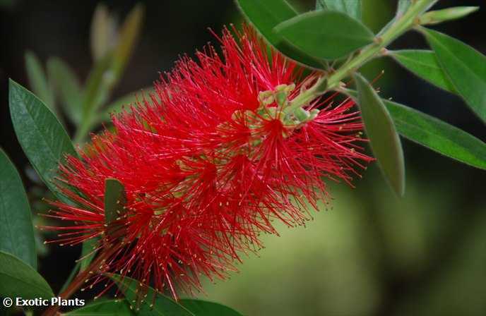 Callistemon rigidus