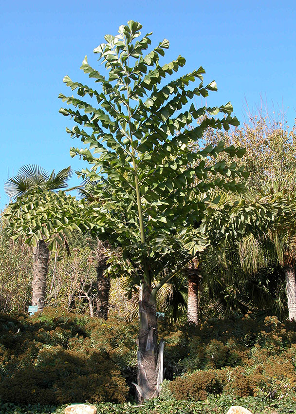 Caryota obtusa