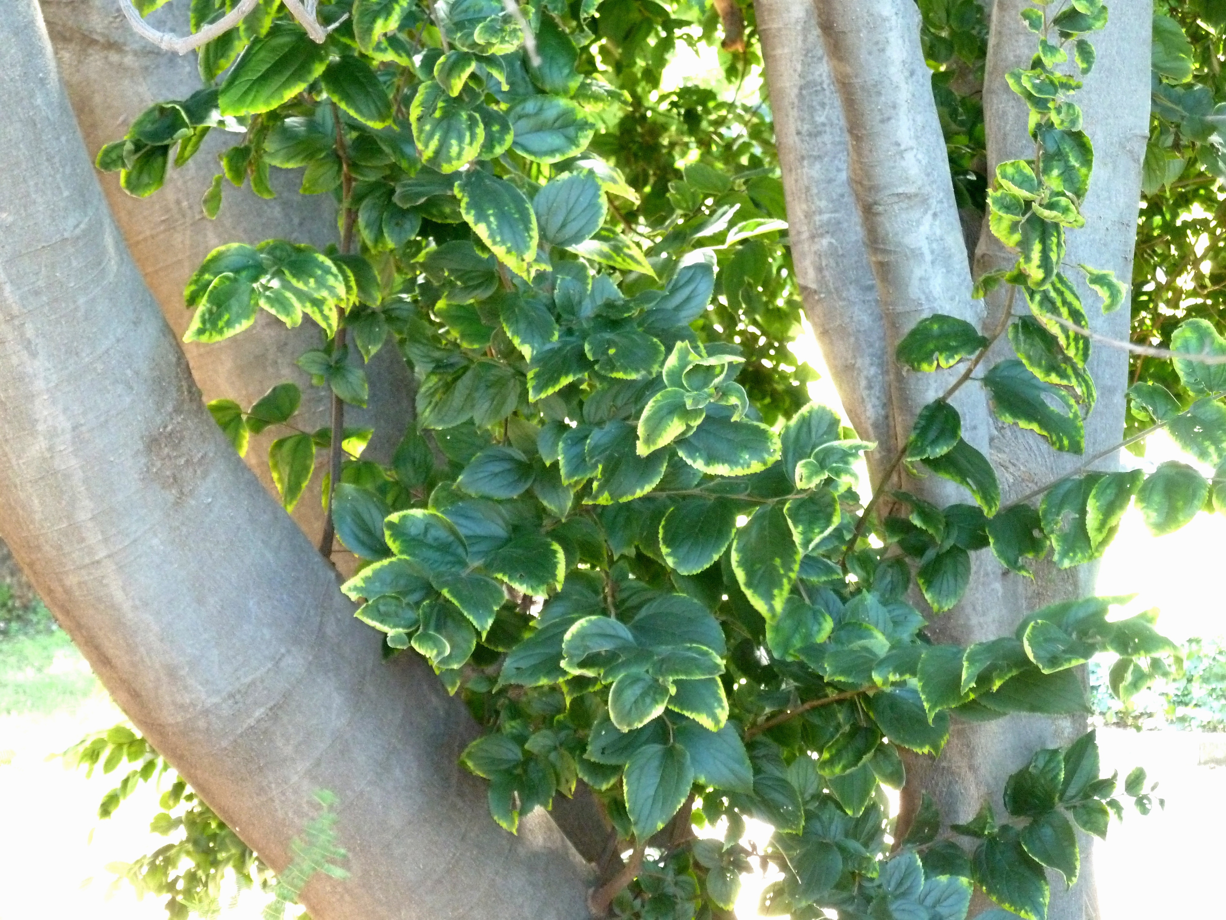 Celtis africana