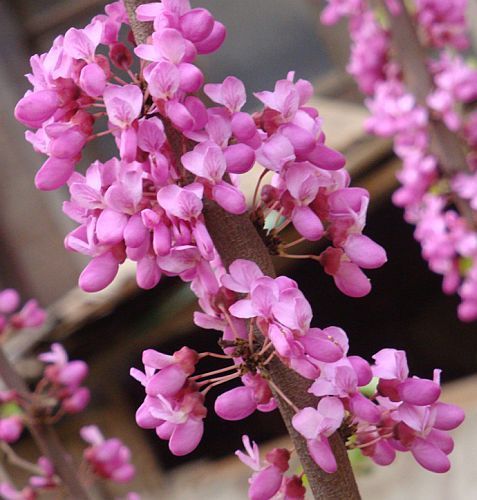 Cercis chinensis