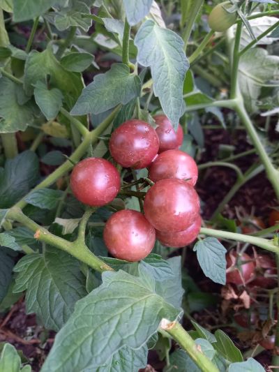 Tomato Cherry Brown Berry
