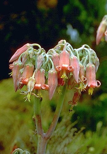 Cotyledon campanulata
