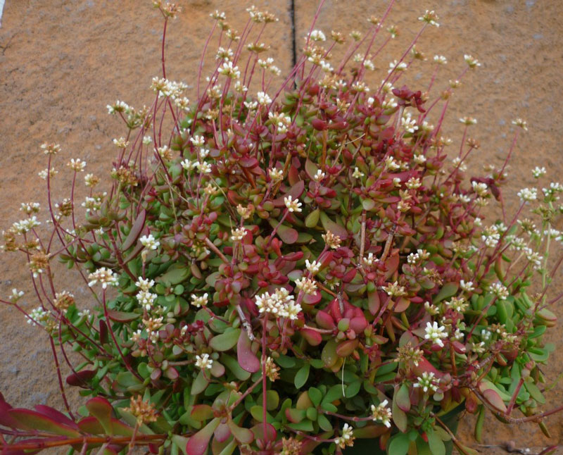 Crassula atropurpurea