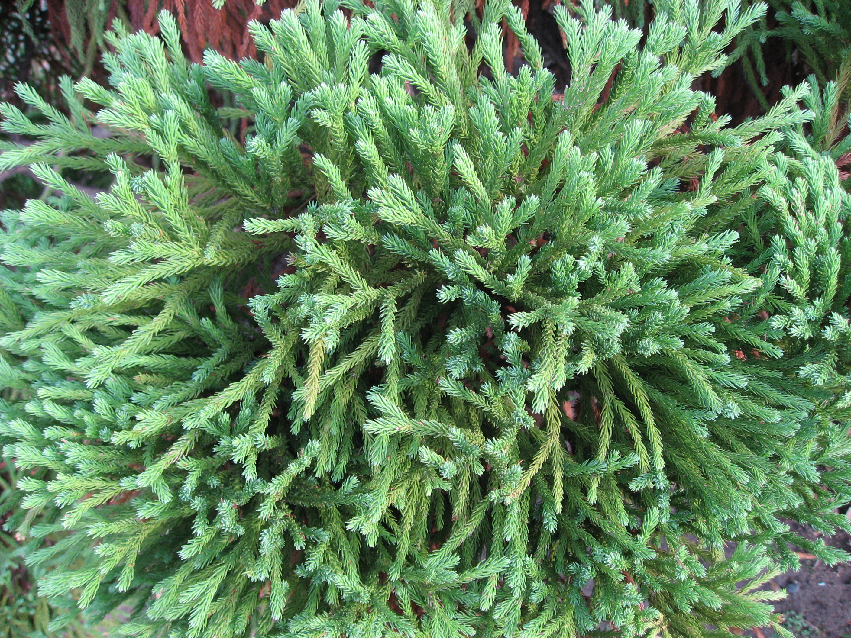 Cryptomeria japonica