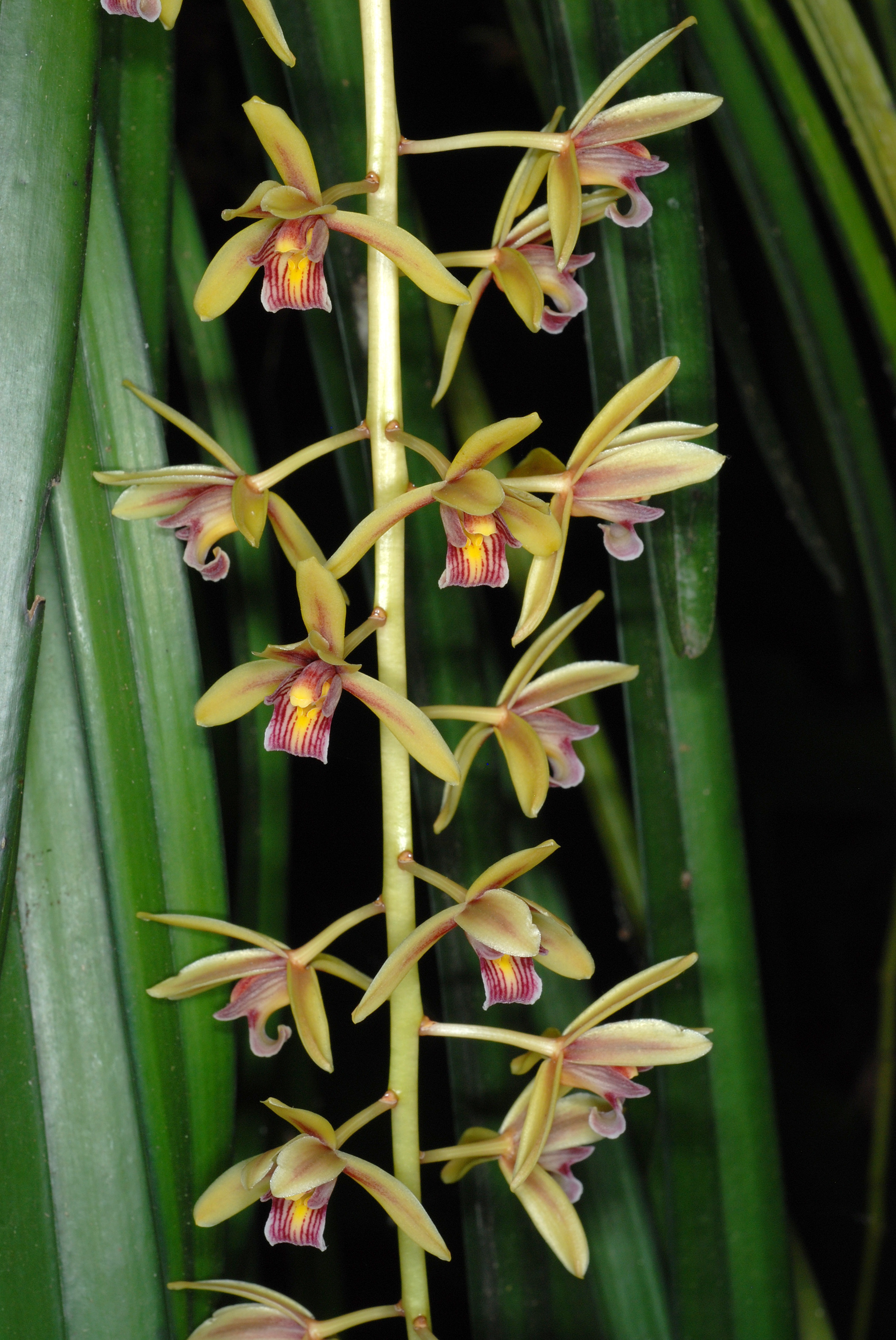 Cymbidium aloifolium
