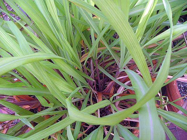 Cymbopogon winterianus