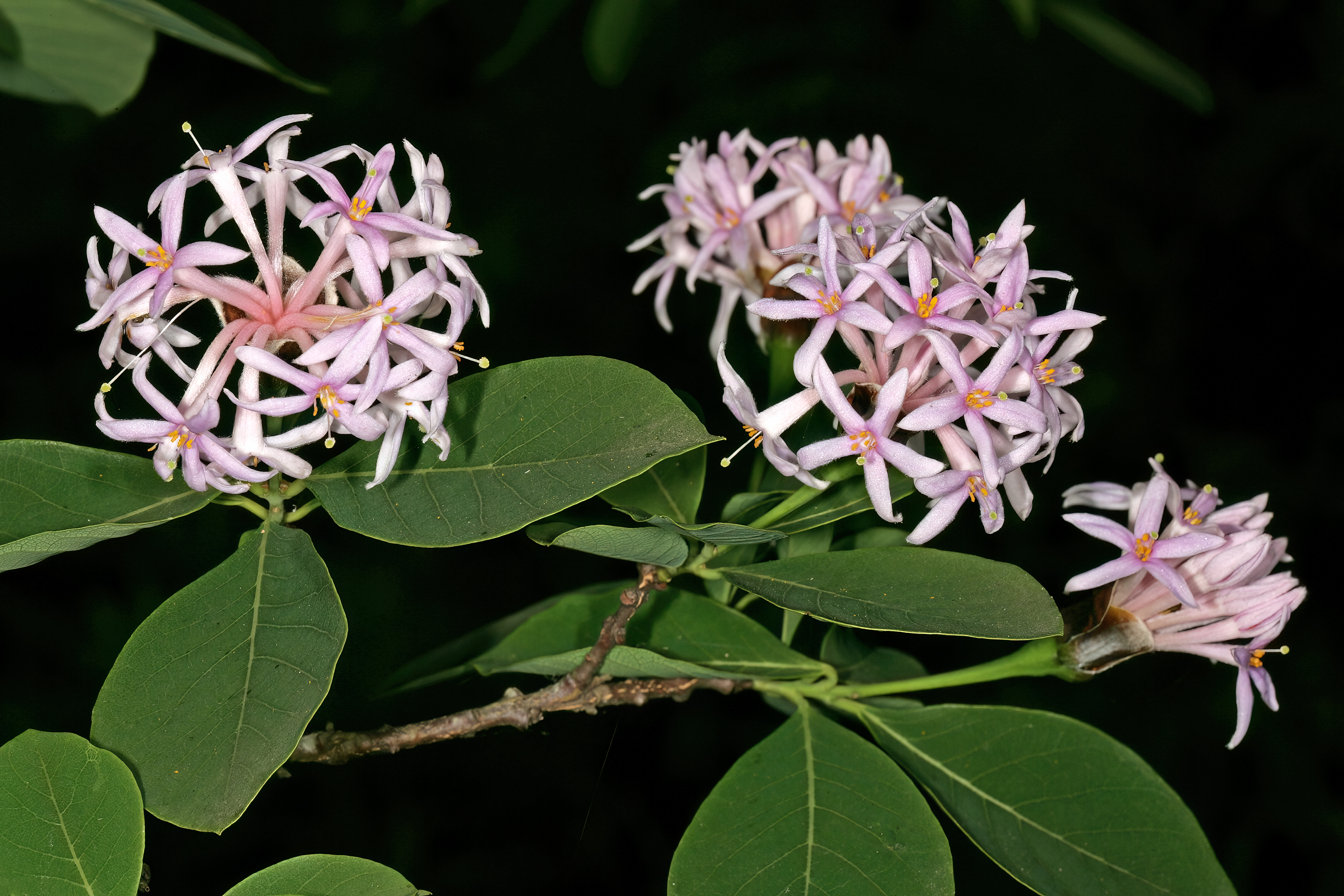 Dais cotinifolia