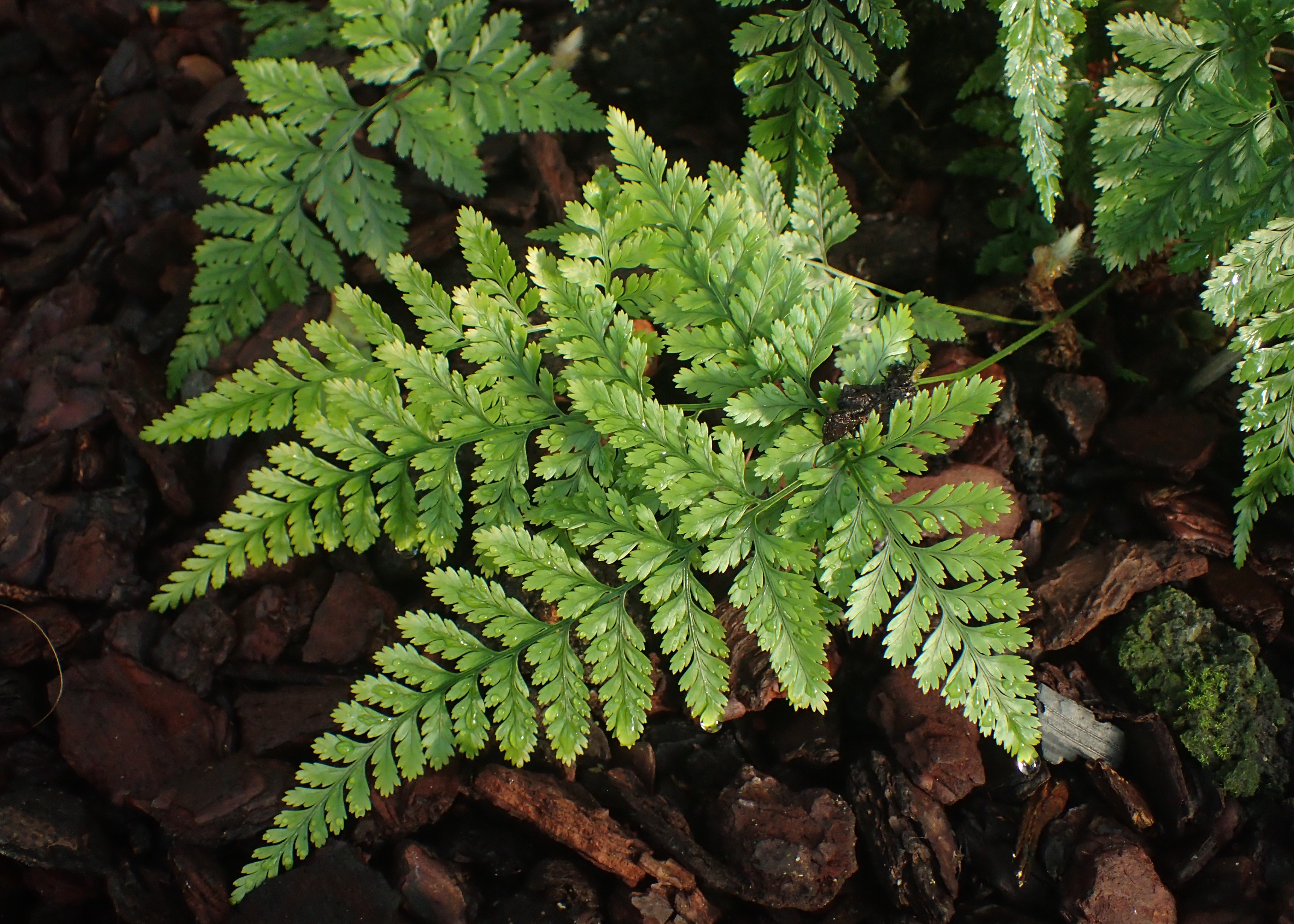 Davallia trichomanoides