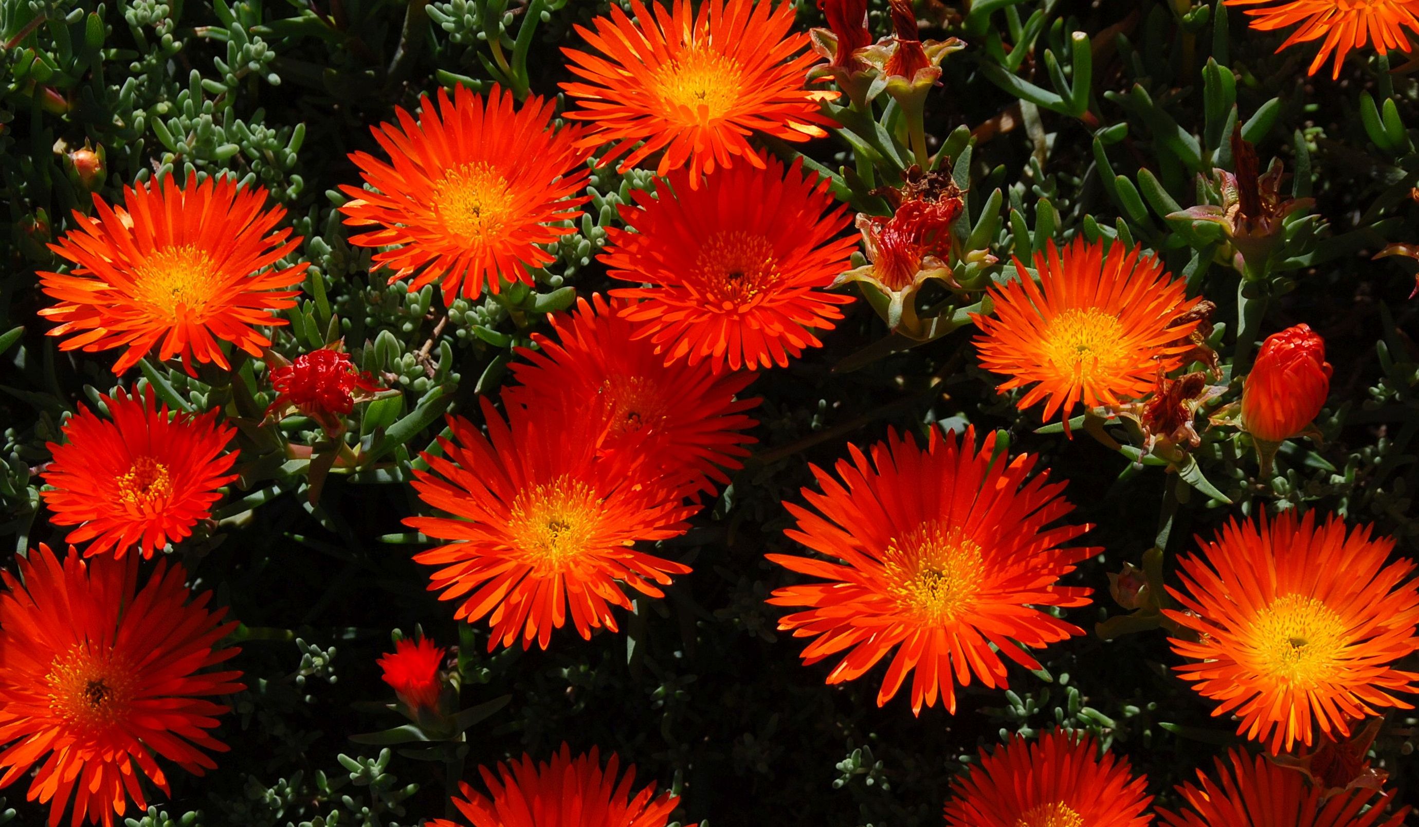 Delosperma cooperi Orange