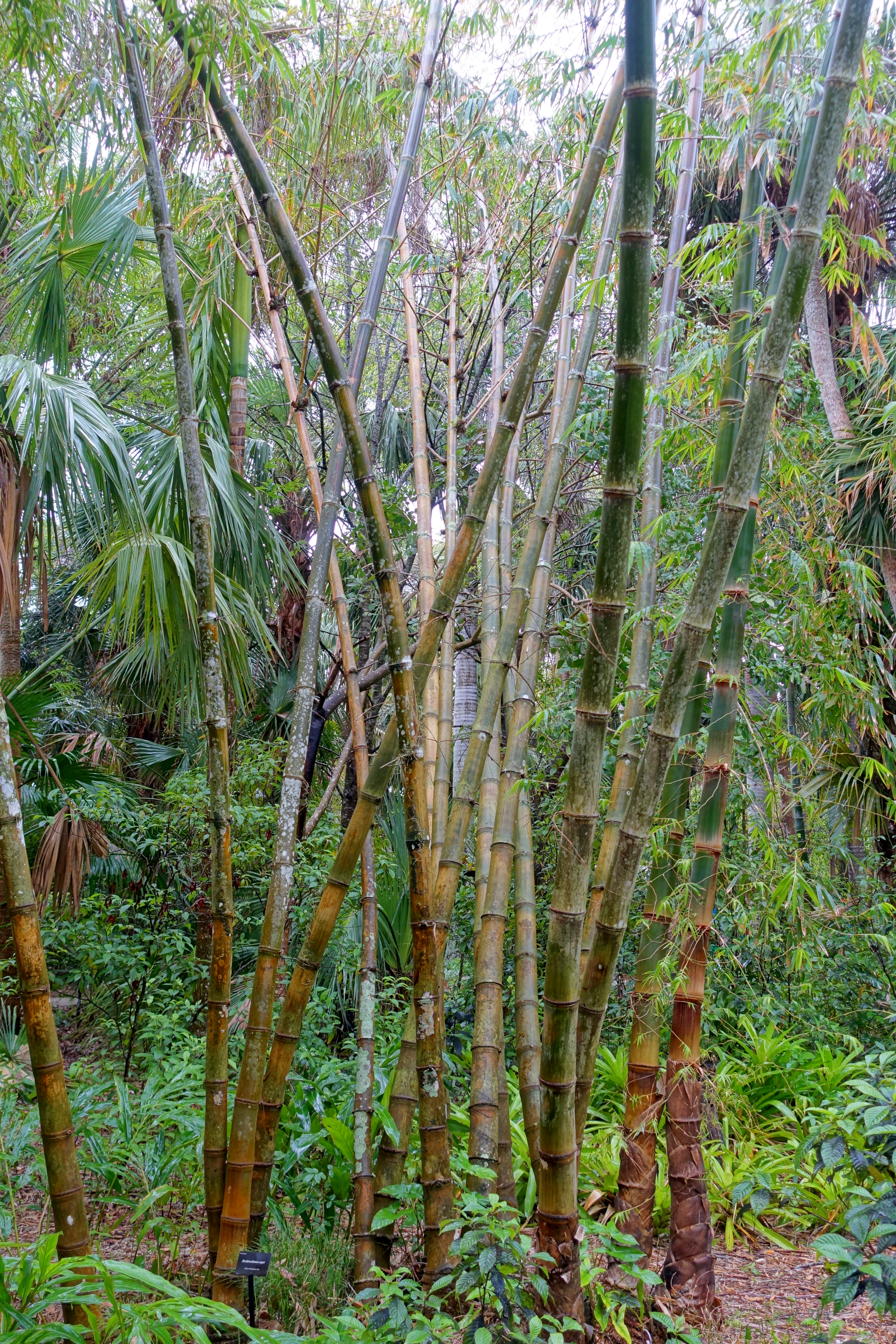 Dendrocalamus asper