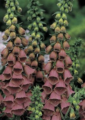 Digitalis mertonensis