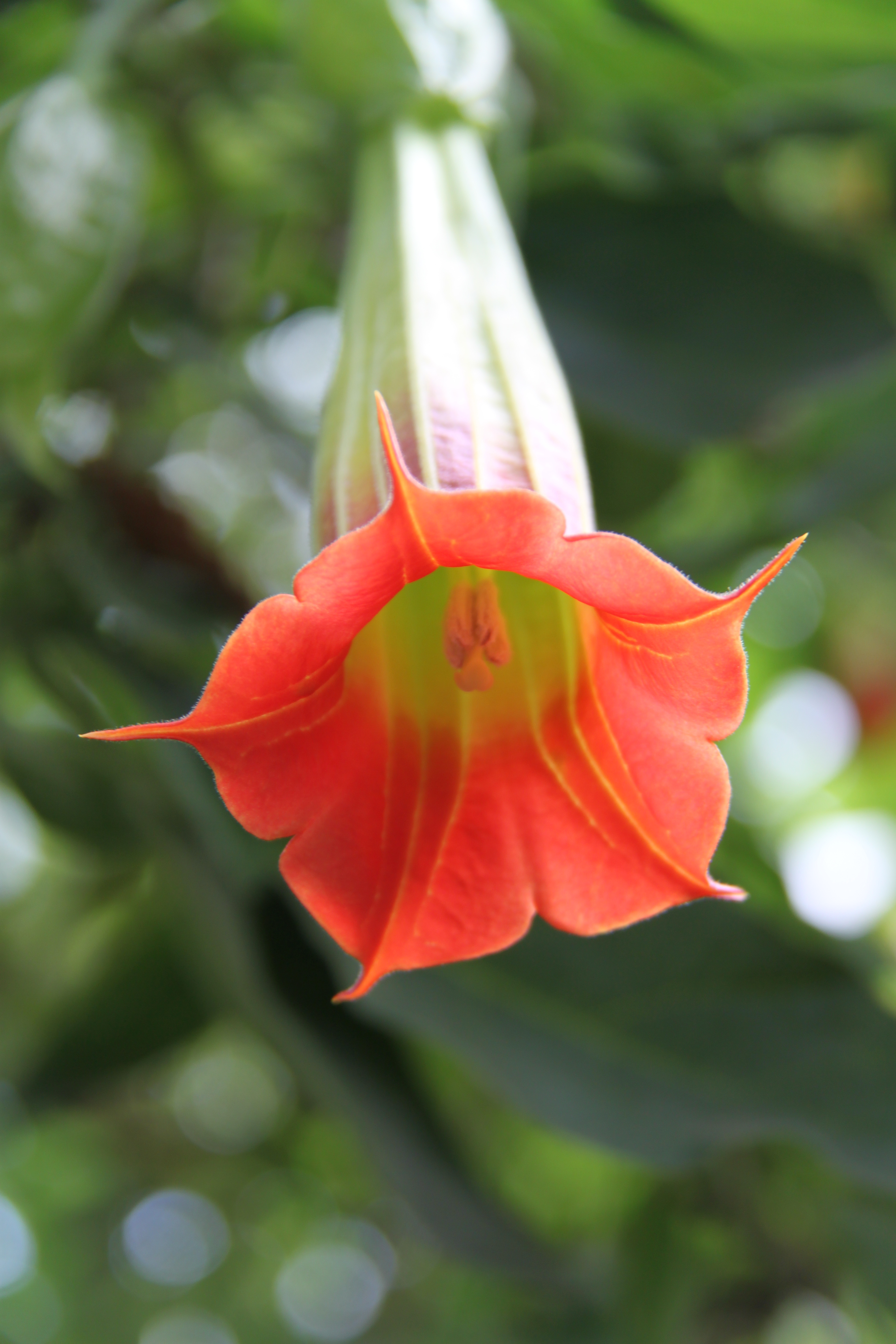 Brugmansia sanguinea