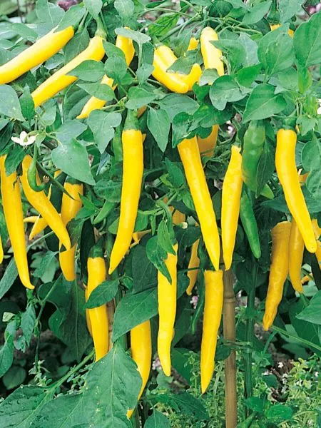 Chili Hung Yellow Wax