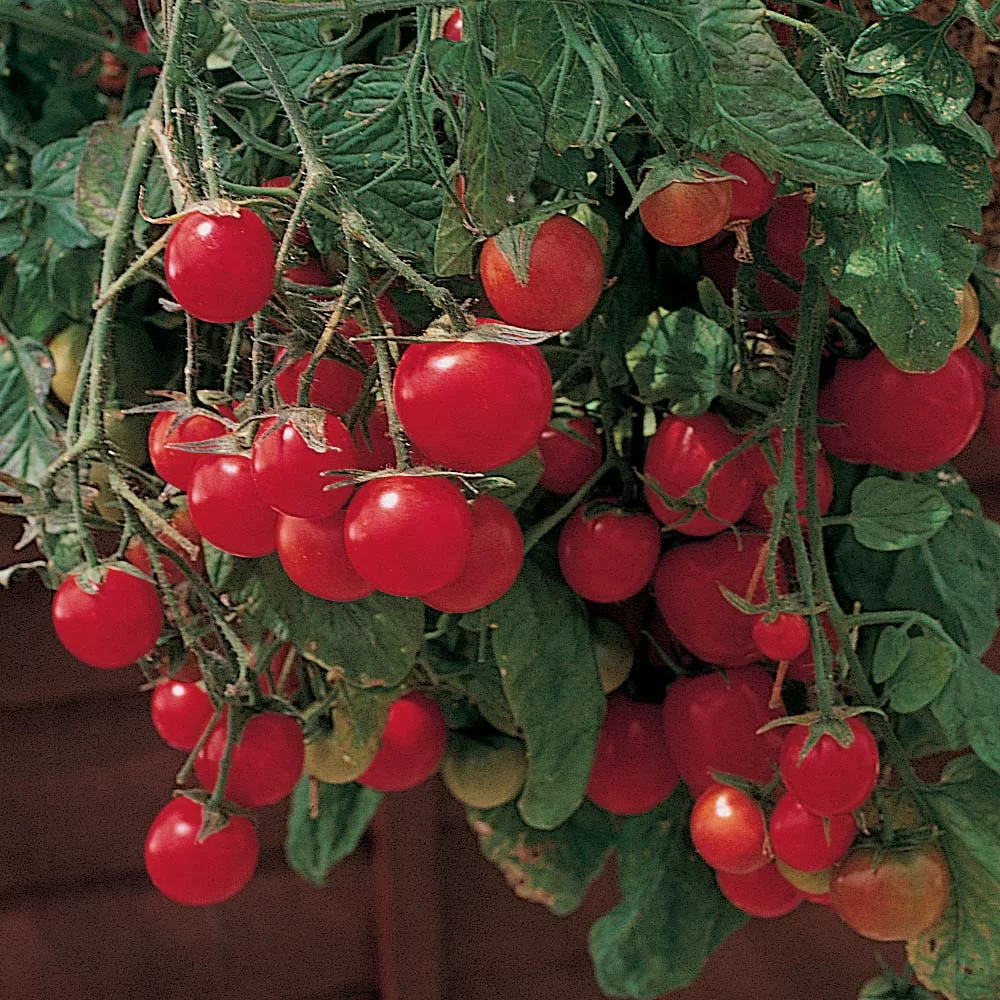Tomate Miel de Mexique