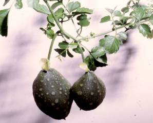 Momordica cardiospermoides