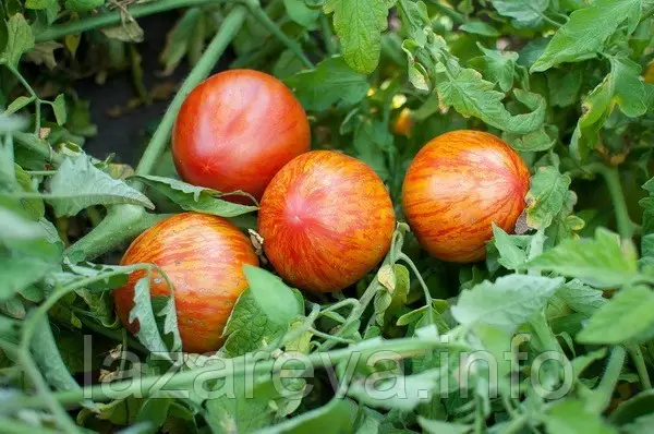 Tomate Mr Stripey