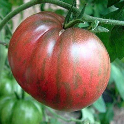 Tomate Mr Stripey