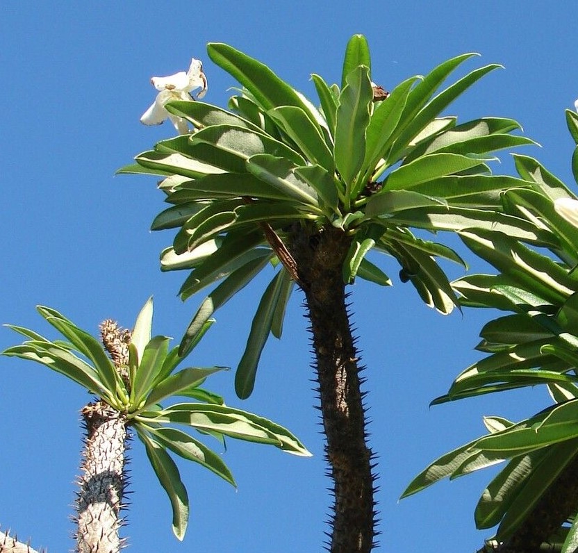 Pachypodium geayi